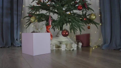 Cute british cat playing in a gift box with Christmas decoration. 库存影片 165948125