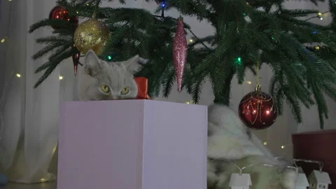 Cute british cat playing in a gift box with Christmas decoration. 库存影片 165948222