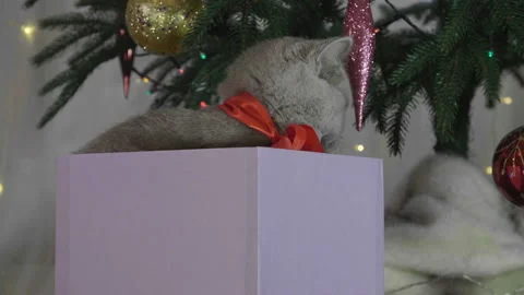 Cute british cat playing in a gift box with Christmas decoration. 库存影片 165948339