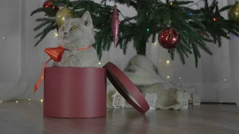 Cute british cat playing in a gift box with Christmas decoration. Stock Footage 165949442