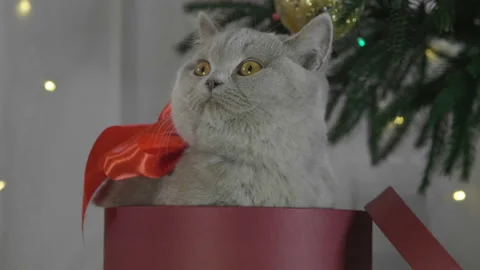 Cute british cat playing in a gift box with Christmas decoration. Stock Footage 165949538
