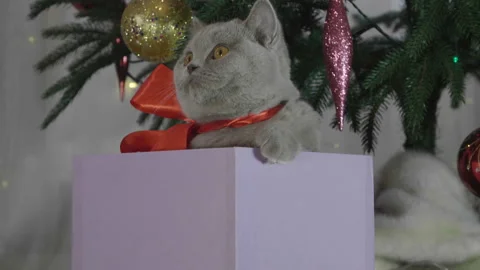 Cute british cat playing in a gift box with Christmas decoration. Stock Footage 165976458