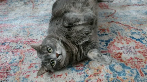Cute British Cat plays on the floor Stockbeeldmateriaal 86359679