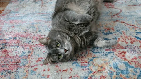 Cute British Cat plays on the floor Stockbeeldmateriaal 86359714