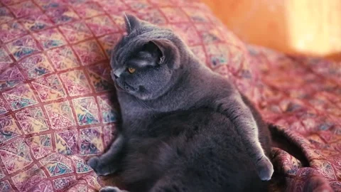 Cute british cat resting on the bed and sniffing Stock Footage 170367931