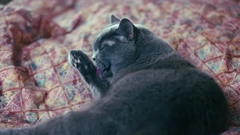 Cute british cat washing itself Stock Footage 170390736