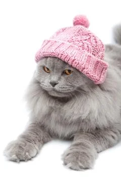 Cute british cat wearing pink cap isolated Stock Photos
