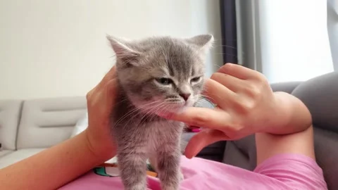 A cute british kitten Stock Footage 290090316