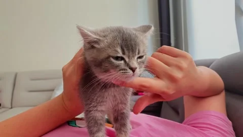 A cute british kitten Stock Footage 290090465