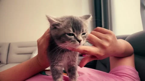 A cute british kitten Stock Footage 290090520