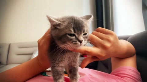 A cute british kitten Stock Footage 290090586