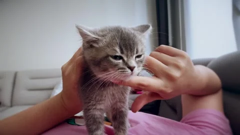 A cute british kitten Stock Footage 290090642