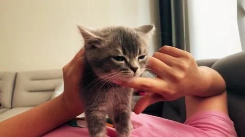 A cute british kitten Stock Footage 290090744