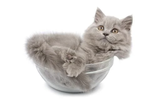 Cute british kitten in glass bowl isolated Stock Photos
