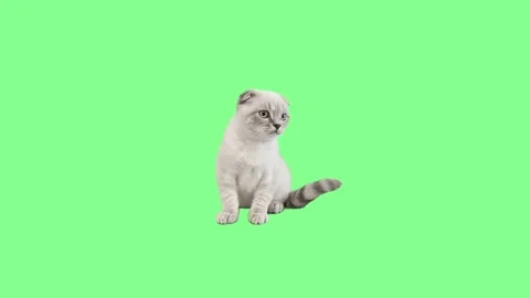 Cute british kitten on green screen Stock Footage 83124135