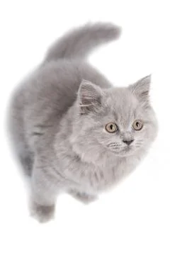 Cute british kitten looking up isolated Foto stock