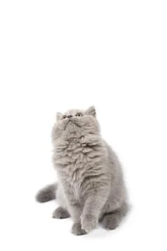 Cute british kitten looking up isolated Stock Photos
