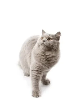 Cute british kitten looking up isolated Stock Photos