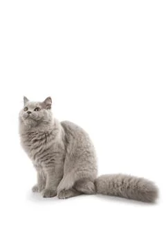 Cute british kitten looking up isolated Stock Photos