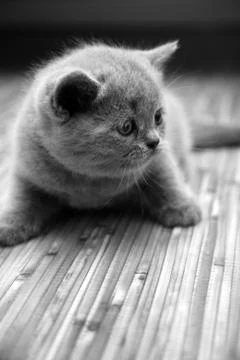 Cute british kitten Stock Photos