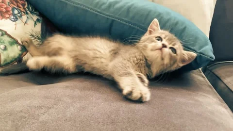 A cute british kitten plays Stock Footage 290085589