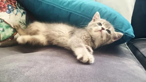 A cute british kitten plays Stock Footage 290085631