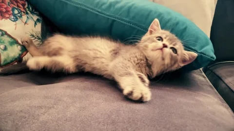 A cute british kitten plays Stock Footage 290085718