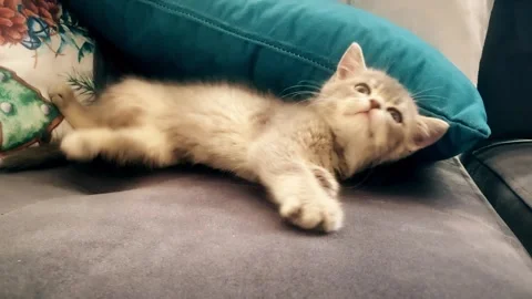 A cute british kitten plays Stock Footage 290085881