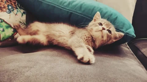 A cute british kitten plays Stock Footage 290085946
