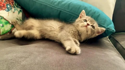 A cute british kitten plays Stock Footage 290086094