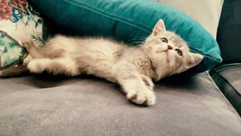 A cute british kitten plays Stock Footage 290086218