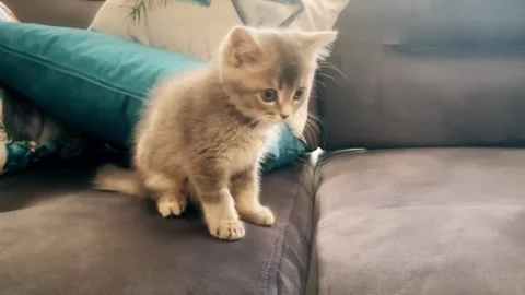 A cute british kitten plays Stock Footage 290086350