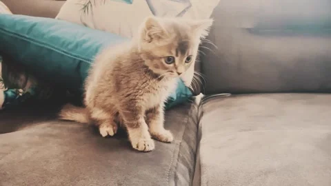 A cute british kitten plays Stock Footage 290086367