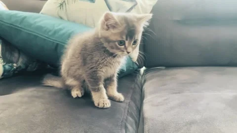 A cute british kitten plays Stock Footage 290086593