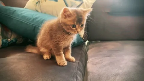 A cute british kitten plays Stock Footage 290086631