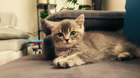 A cute british kitten plays Stock Footage 290086696
