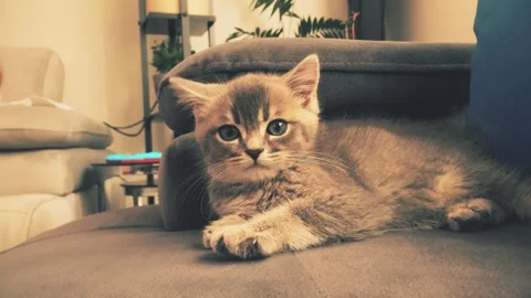 A cute british kitten plays Stock Footage 290086788