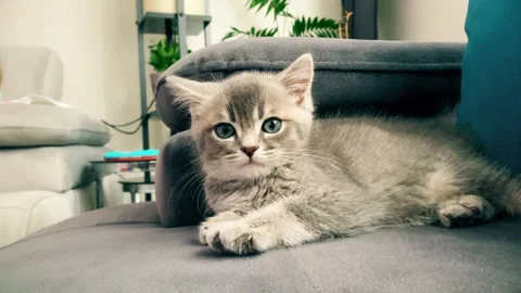 A cute british kitten plays 스톡 동영상 290086811