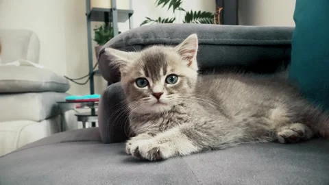 A cute british kitten plays 스톡 동영상 290086924
