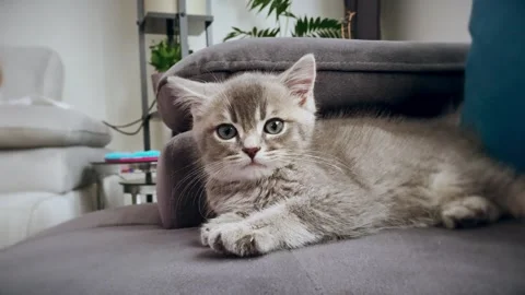 A cute british kitten plays Stock Footage 290086948