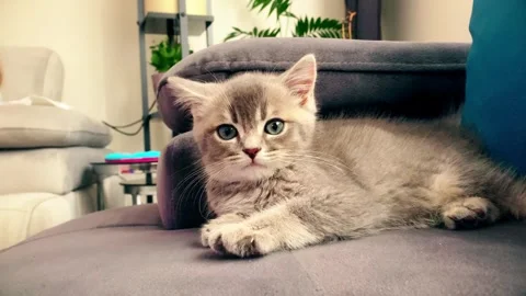 A cute british kitten plays 스톡 동영상 290087024