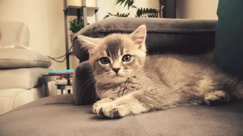 A cute british kitten plays Stock Footage 290087098