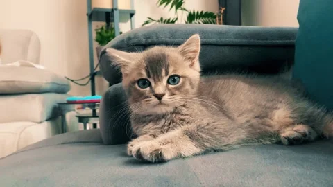 A cute british kitten plays Stock Footage 290087159
