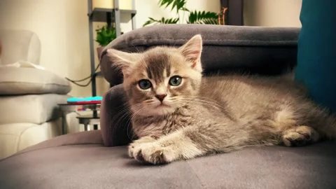 A cute british kitten plays Stock Footage 290087184