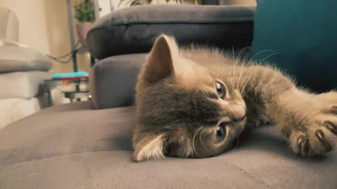A cute british kitten plays Stock Footage 290087220