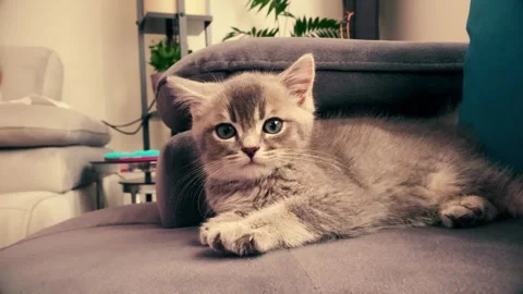 A cute british kitten plays Stock Footage 290087312