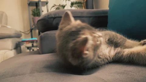 A cute british kitten plays Stock Footage 290087423