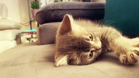 A cute british kitten plays Stock Footage 290087575