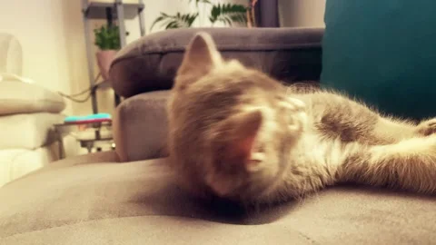 A cute british kitten plays Stock Footage 290087615