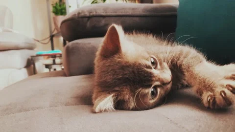 A cute british kitten plays Stock Footage 290087769